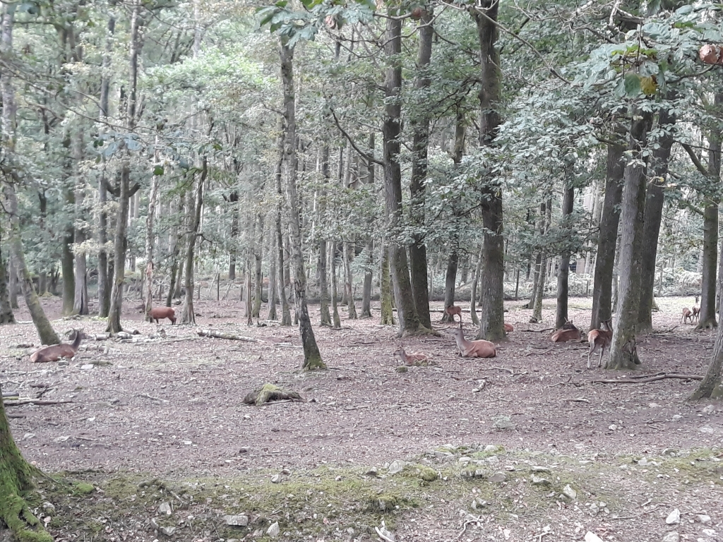 Parc à Gibier du Deister